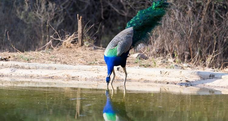 Paon buvant de l'eau à un petit étang.