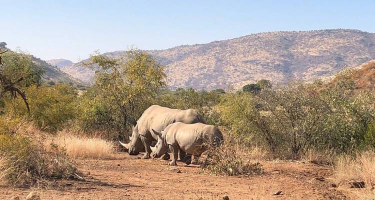 Safari camping de 3 jours dans le Pilanesberg au départ de Johannesburg - Knap Tours Limited 1