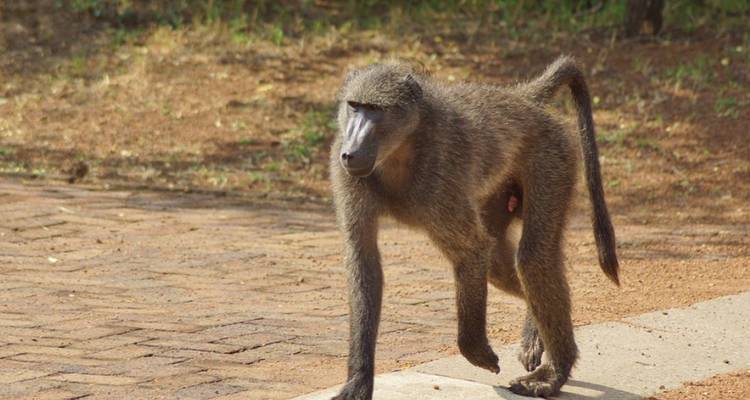 Safari camping de 3 jours dans le Pilanesberg au départ de Johannesburg - Knap Tours Limited 2