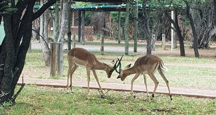 Safari camping de 3 jours dans le Pilanesberg au départ de Johannesburg - Knap Tours Limited 3