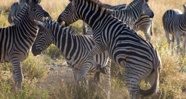 Safari camping de 3 jours dans le Pilanesberg au départ de Johannesburg - Knap Tours Limited 6