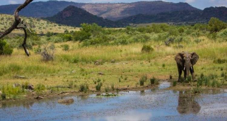 Safari camping de 3 jours dans le Pilanesberg au départ de Johannesburg - Knap Tours Limited 7
