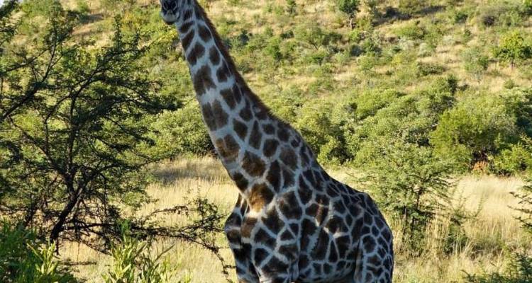 Safari camping de 3 jours dans le Pilanesberg au départ de Johannesburg - Knap Tours Limited 8