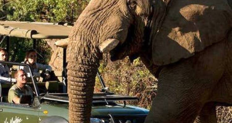 Safari camping de 3 jours dans le Pilanesberg au départ de Johannesburg - Knap Tours Limited 9