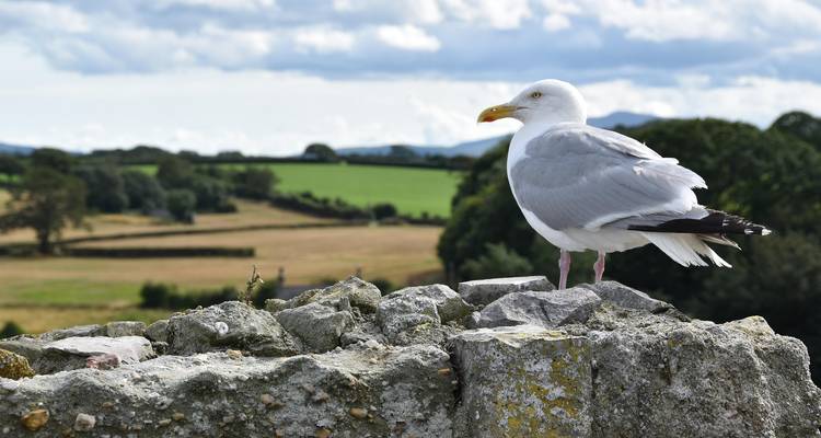 Discover Wales Small-Group Tour from London - 5 Days - Click Tours 4
