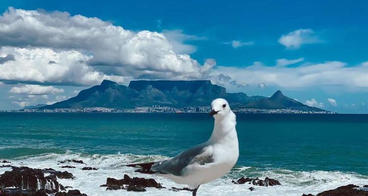 Croisière en bateau de 3 jours au Cap, péninsule du Cap et Winelands - Knap Tours Limited 2