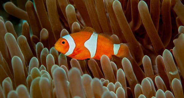 Exploration des îles Salomon : Aventure de 8 jours - Across Caribbean Excursions  7