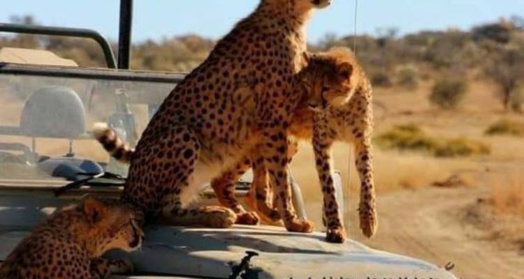3-Day Luxury Kruger Safari from Johannesburg - Knap Tours Limited 4