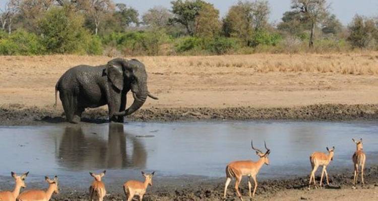 3-Day Luxury Kruger Safari from Johannesburg - Knap Tours Limited 7