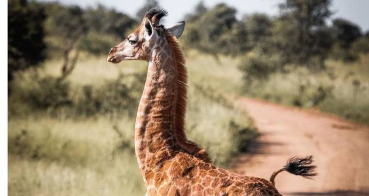 3-Day Luxury Kruger Safari from Johannesburg - Knap Tours Limited 8