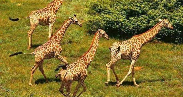 3-Day Luxury Kruger Safari from Johannesburg - Knap Tours Limited 9