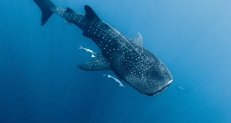 Tiburón ballena deslizándose a través del profundo océano azul acompañado por rémoras.