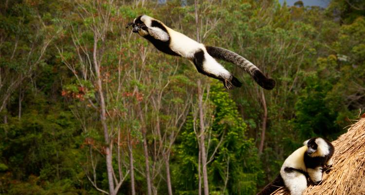 El dramático salto de un lémur sifaka entre ramas de árboles mientras otro lémur observa desde abajo.