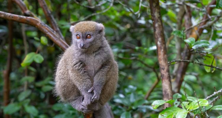 Lémur gris encaramado en una rama estrecha rodeado de follaje verde denso.