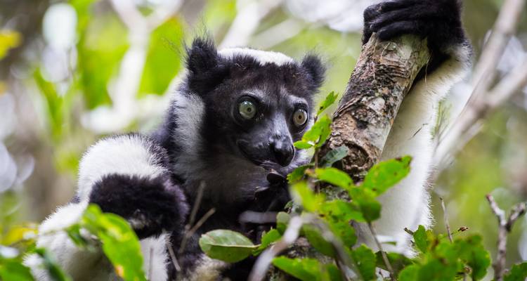 Close-up of an indri lemur clutching a tree with bright green eyes peering through leaves.