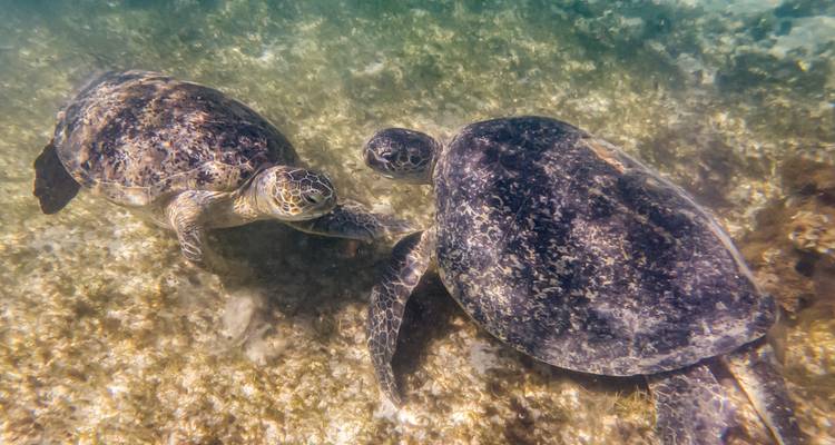 Two sea turtles meet on a shallow seagrass seabed in cloudy water.