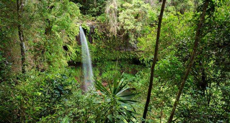 Slim waterfall cascades into a lush green forested gorge surrounded by dense vegetation.