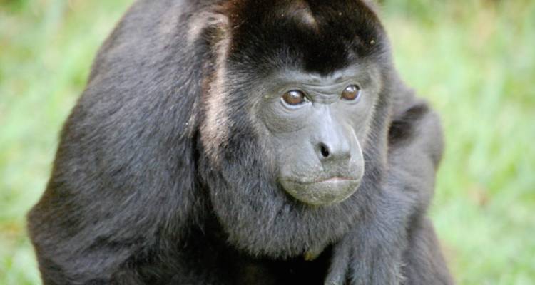 12 jours dans la nature : l'expérience de l'Amazonie brésilienne - Responsible Travel South America 5