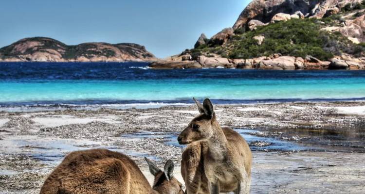 Southern Wine & Wildlife: The Great Southern Train Small Group Tour - Firebird Tours 1