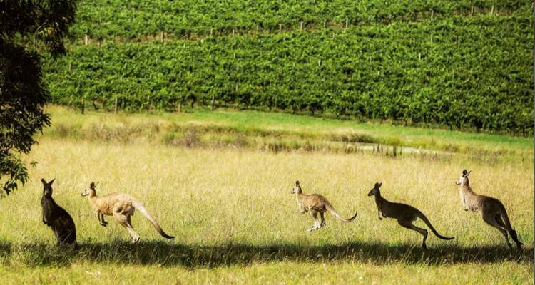 Southern Wine & Wildlife: The Great Southern Train Small Group Tour - Firebird Tours 7