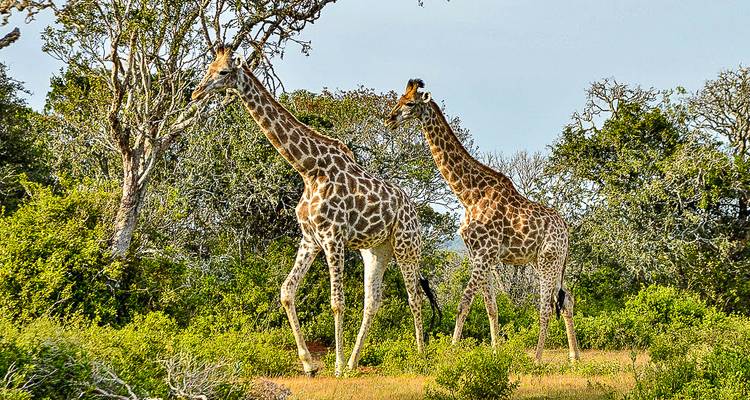 Tsitsikamma - 14 jours d'aventure (from Port Elizabeth to Le Cap) - Chamaeleon 7