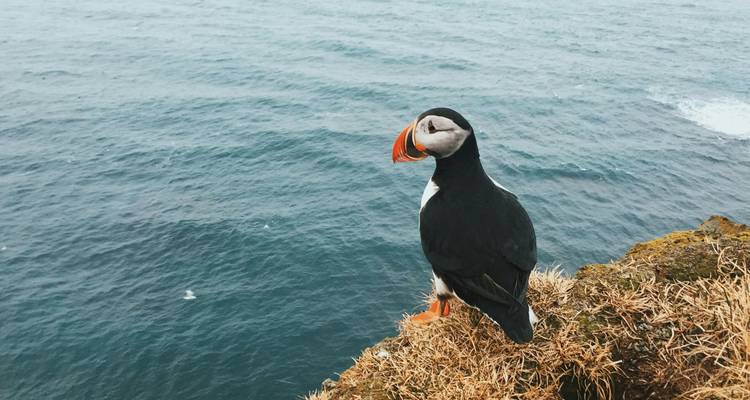 A puffin perched on a cliff edge by the sea.