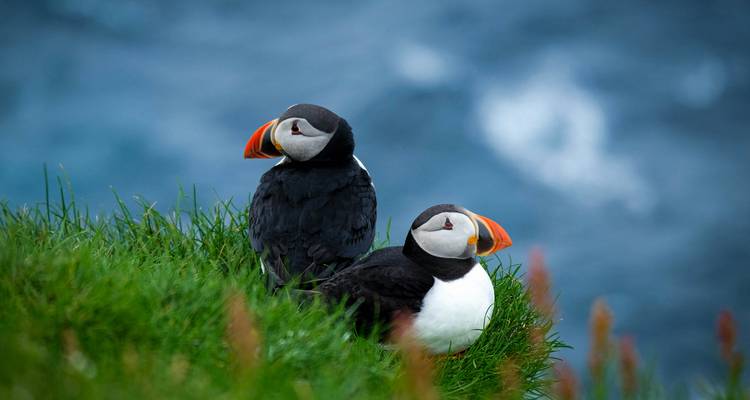 Dos frailecillos sentados en la hierba con el océano de fondo.
