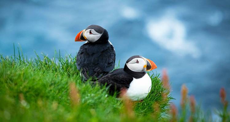 Dos frailecillos parados sobre hierba verde junto al océano.