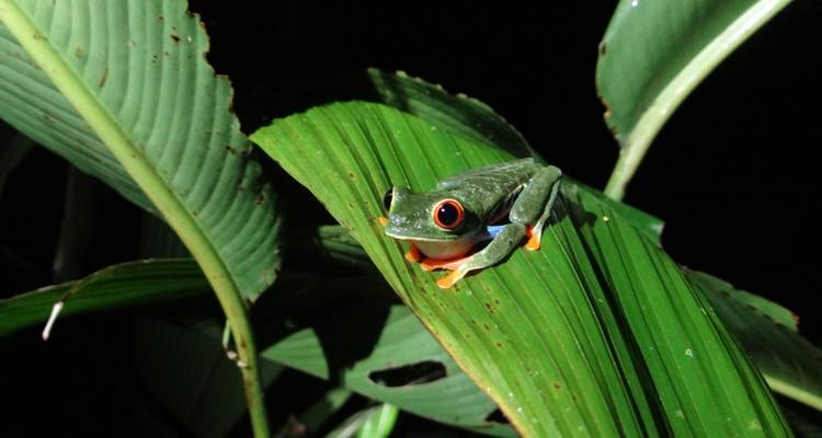 D'Arenal à la côte caraïbe - Elemento Natural Costa Rica 2