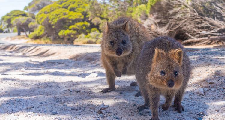 Australia - un viaje a través del Tiempo del Sueño - Gebeco 5
