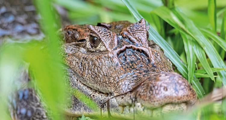 Gros plan d'un caïman caché dans l'herbe.