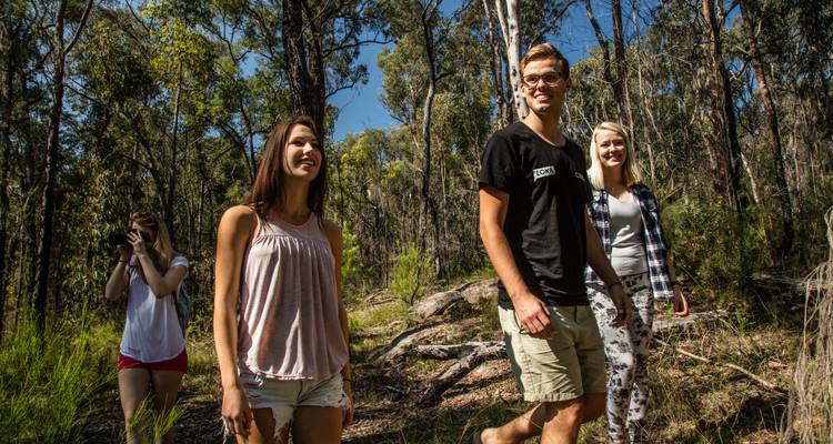 Sydney à Brisbane : 8 jours d'excursion KOALA SELECT (en chambre double ou individuelle) - Stray Australia  5