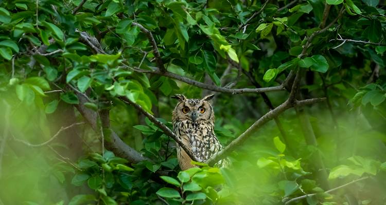 Hibou caché parmi le feuillage vert.