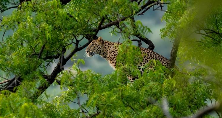 Léopard caché dans les branches vertes.