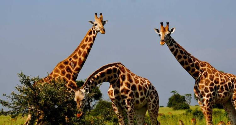 Trois girafes de Rothschild se tiennent debout et broutent dans une savane herbeuse sous un ciel bleu dégagé.