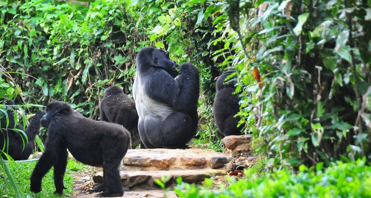 Une famille de gorilles des montagnes se rassemble sur un sentier forestier entouré d'une végétation verte épaisse.