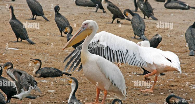 Un groupe de pélicans et de cormorans se tient sur un sol sablonneux dans une colonie au bord d'un lac.