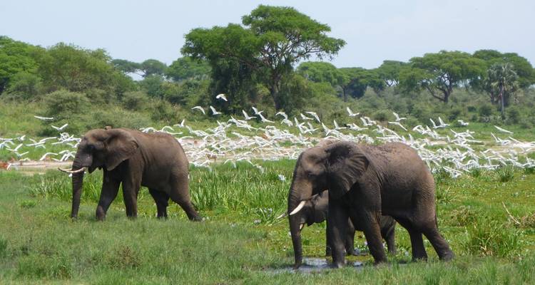 Deux éléphants d'Afrique traversent une zone humide verdoyante tandis qu'un nuage d'oiseaux blancs s'envole derrière eux.