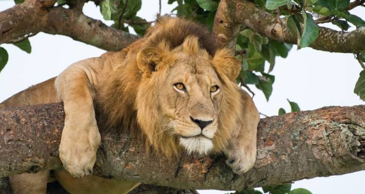 Un lion mâle se prélasse sur la large branche d'un figuier, regardant au loin.