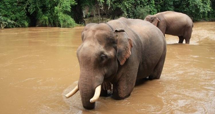 VOYAGES DE TREKKING DANS LES VILLAGES DES TRIBUS DU NORD DE LA THAILANDE (9 JOURS / 8 NUITS) - Thailand Journeys 4