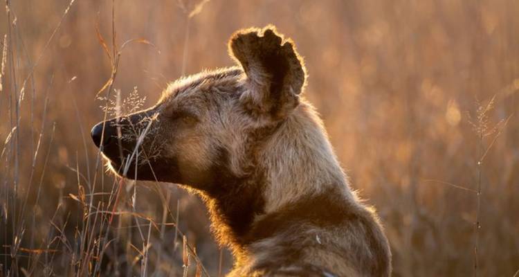 3-Day Elephants Plains Safari Adventure - Knap Tours Limited 5