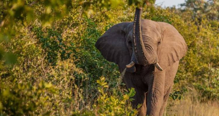 3-Day Elephants Plains Safari Adventure - Knap Tours Limited 6