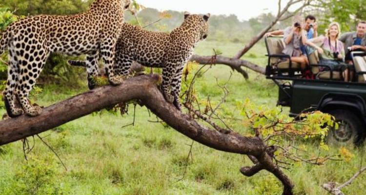 3-Day Elephants Plains Safari Adventure - Knap Tours Limited 7