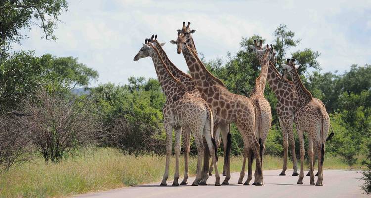 3 Day Kruger Safari With Panorama Route from Johannesburg - Africa Moja Tours & Transfers 5