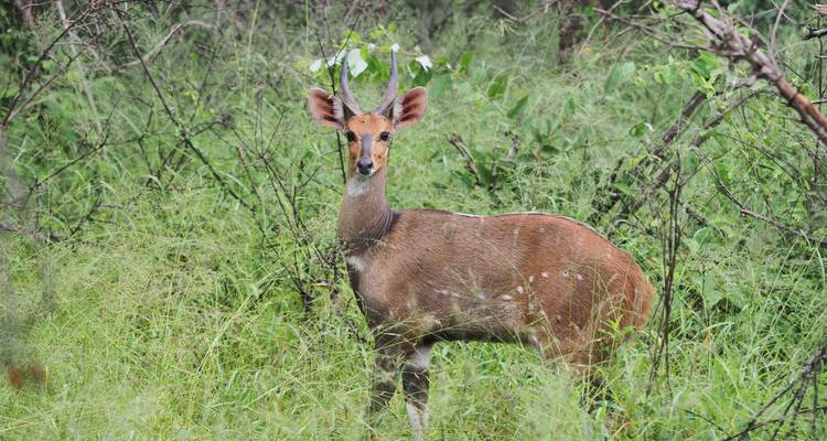 3 Day Kruger Safari With Panorama Route from Johannesburg - Africa Moja Tours & Transfers 1