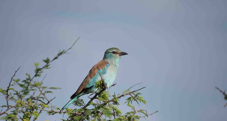 3 Day Kruger Safari With Panorama Route from Johannesburg - Africa Moja Tours & Transfers 4