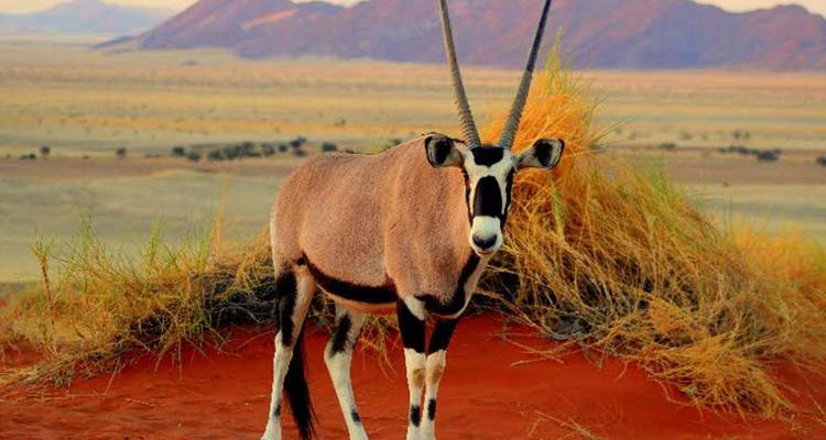 3-Day Sossusvlei Budget Safari Tour in Namibia - Knap Tours Limited 8