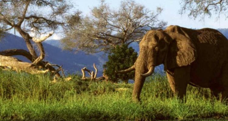 3-Day Victoria Falls and Chobe National Park Combo Safari - Knap Tours Limited 3