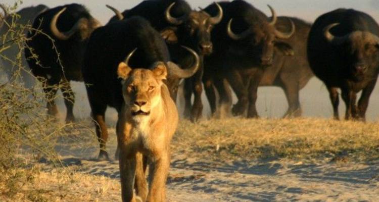 3-Day Victoria Falls and Chobe National Park Combo Safari - Knap Tours Limited 9