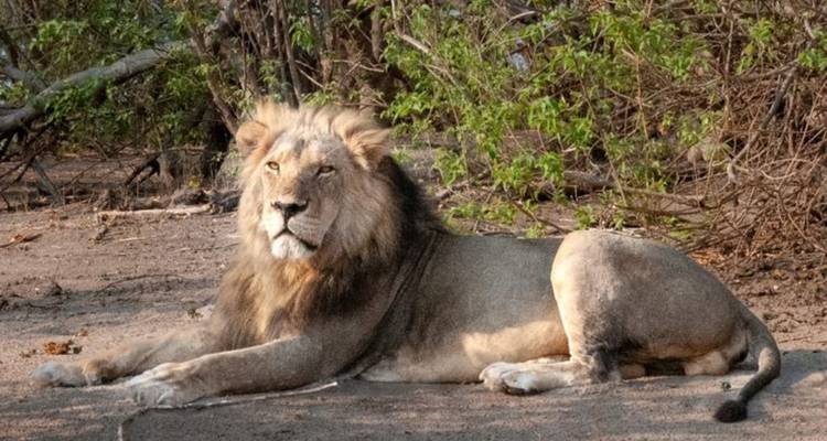 3-Day Victoria Falls and Chobe National Park Combo Safari - Knap Tours Limited 10